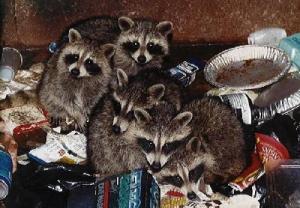 racoons racoons