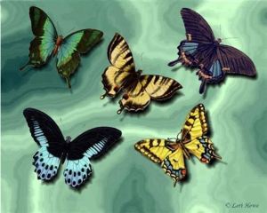 butterflies