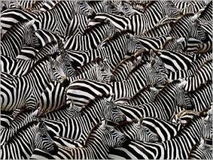 zebras